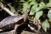 Costa Rica - National Park of Tortuguero - Black river turtle (Rhinoclemmys funerea)