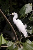 Costa Rica - National Park of Tortuguero - Great egret (Ardea albus)