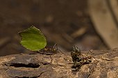 Costa Rica - National Park of Tortuguero - Leaf-cutter ants (Atta Cephalotes)