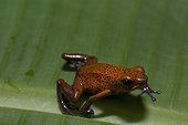 Costa Rica - National Park of Tortuguero - Strawberry Poison-dart frog (Oophaga pumilio) - His red color are indicative of the presence of dangerous toxins.