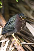 Costa Rica - National Park of Tortuguero - Green backed Heron (Butorides striatus) virescens)