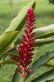 Costa Rica - National Park of Tortuguero - Ginger flower