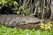 Costa Rica - National Park of Tortuguero - American crocodile (Crocodylus acutus) sleeping on the bank