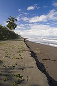 Costa Rica - National Park of Tortuguero - Beach of the Caribbean coast - This is on this long beach who green turtles are nesting during the night