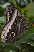 Costa Rica - Caribbean coast - Puerto Viejo - Owl Butterfly (Caligo eurilochus)