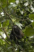 Costa Rica - Caribbean coast - National park of Cahuita - Howler monkey  (Alouetta pigra)