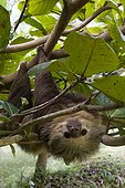 Costa Rica - Caribbean coast - Cahuita - Two-toed sloth (Choloepus didactylus)
