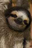 Costa Rica - Caribbean coast - Cahuita - Three-toed sloth (bradypus variegatus)