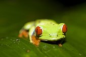 Costa Rica - La Fortuna - Red eyes tree frog (Agalychnis callidryas)