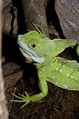 Costa Rica - La Fortuna - Plumed basilik (Basiliscus plumifrons) usually called Jesus Christ lizard
