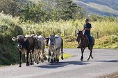 Costa Rica - Cows on the road near Tilaran
