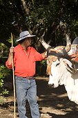 Costa Rica - Cow at the hacienda Guachipelin near the National park Ricon de la Vieja