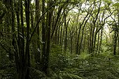 Costa Rica - Biologic reserve Bosque Nuboso MOnteverde