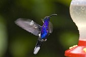 Costa Rica - Biologic reserve Bosque Nuboso MOnteverde - Violet sabrewing hummingbird (Campylopterus hemileucurus)