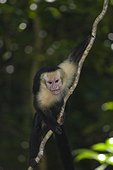 Costa Rica - National park of Manuel Antonio - White headed Capucin monkey (Cebus Capucinus)