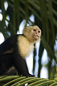 Costa Rica - National park of Corcovado - White headed Capucin monkey (Cebus Capucinus)