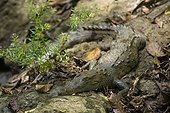 Costa Rica - National park of Corcovado - Young american crocodile  (Cocodylus acutus)