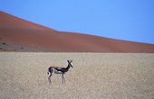Namibia - Namib Naukluft Park - Sesriem - Springbok (antidorcas marsupialis)