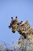 Namibia - Etosha national park - Giraffe (Giraffa camelopardalis)