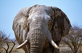 Namibia - Etosha national park - African elephant male (Loxodonta africana)
