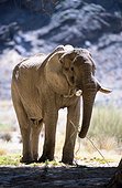 'Namibia - Hoanib River - Elephant (Loxodonta africana) ''African bush elephant'' a desert-adapted elephant living in a very dry area. This one is a male.'