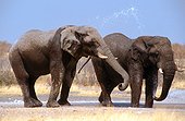 Namibia - Etosha national park - African elephants - (Loxodonta africana)