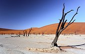 Namibia - Namib Naukluft Park - Sossusvlei - Dead vlei - Dead acacia
