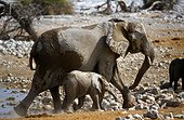 Namibia - Etosha national park - African Elephant (Loxodonta africana)