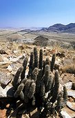 Namibia - Hoodia gordonii at Spreetshoogte Pass close to the village Solitaire