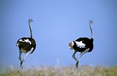Namibia - Etosha national park - Ostriches (Struthio camelus)