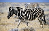 Namibia - Etosha national park - Burchell's Zebra (Equus burchelli)