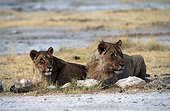 Namibia - Etosha national park - Couple of lions (Panthera leo)