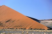 Namibia - Namib Naukluft park - Red dunes . Some of the tallest dunes in the world
