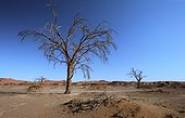 Namibia - Namib Naukluft Park - Sossusvlei - Acacias