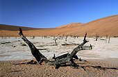 Namibia - Namib Naukluft Park - Sossusvlei - Dead vlei - dead dry acacias