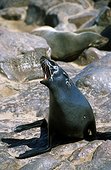 Namibia - Cap Cross - Cape Fur Seal (Arctocephalus pusillus)