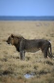 Namibia - Etosha national park - Male Lion (Panthera leo) walking in savannah