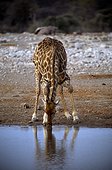 Namibia - Etosha national park - Giraffe (Giraffa camelopardalis) drinking from a waterhole