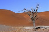 Namibia - Namib Naukluft park - Sossusvlei - Dead Vlei - dead Acacia