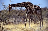 Namibia - Etosha national park - Giraffe (Giraffa camelopardalis) feeding on Acacia shrub