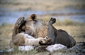 Namibia - Etosha national park - Couple amoureux de lions (Panthera leo)