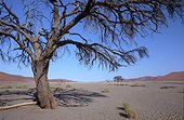 Namibia - Namib Naukluft Park - Acacia close to Dune 45 - Sossusvlei
