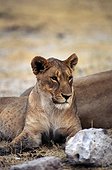Namibia - Etosha national park - Female Lion (Panthera leo)