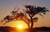 Namibia - Namib Naukluft Park - Acacia - Sesriem