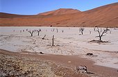 Namibia - Namib Naukluft Park - Sossusvlei - Dead vlei - Acacias - Oryx gemsbok (Oryx gazella)