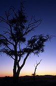 Namibia - Parc Namib Naukluft - Acacia tree - silhouetted after sunset