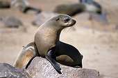 Namibia - Cap Cross - Cape Fur Seal Arctocephalus pusillus)