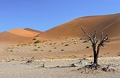 Namibia - Namib Naukluft park - Sossusvlei - Dead vlei - Acacia