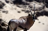 Namibia - Hoanib River - Oryx gemsbok (Oryx gazella)