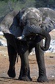 Namibia - Etosha national park - African Bush Elephant (Loxodonta africana)